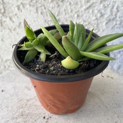 4 Inch Pot Succulent Plant - Rare Crassula Red Pagoda - Crassula Capitella  - Campfire Plant - Rooted & Established - Drought Resistant 🪴