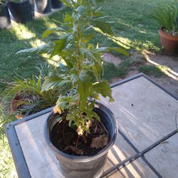 Epazote Plant $6