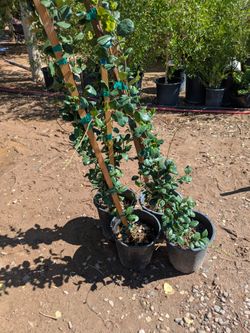 $25e star jasmine vines