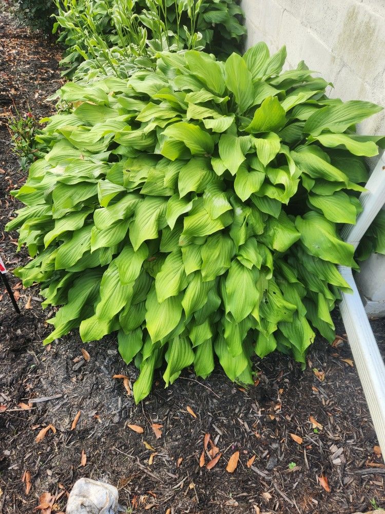 Hosta Plants