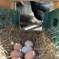 Organic Pasture Raised Eggs 1 Dozen 