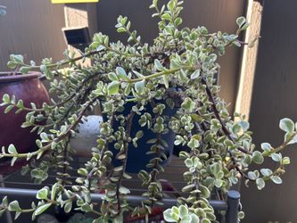 Succulent