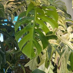 Monstera Marilyn Cuttings
