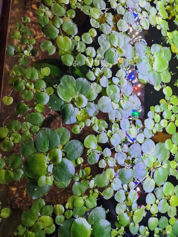Frog Bits Live Aquarium Plants