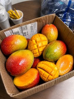 Sweet juicy mangos picked from mango tree
