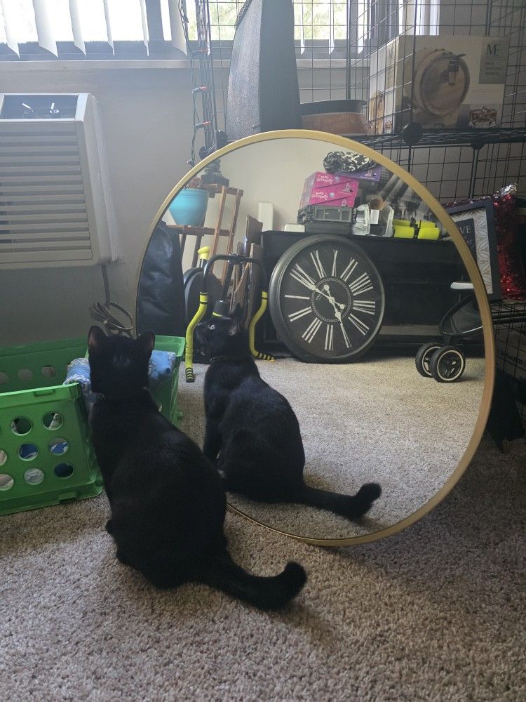 28" GOLD TRIMMED CIRCLE MIRROR