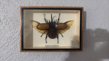 EUPATORUS GRACILICORNIS /RINOCEROUS BEETLE MOUNTED AND CASEDAIR TITE
