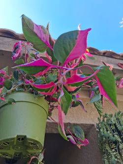 RARE. PARTY TIME "Alternanthera Ficoidea " Plant $48