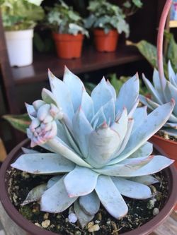 Succulents 4”