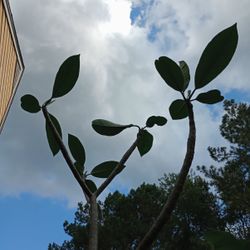 Plumeria Tree  Hawaiian Plant (pls Read Description Below)