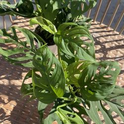 Swiss Cheese Vine Plants 