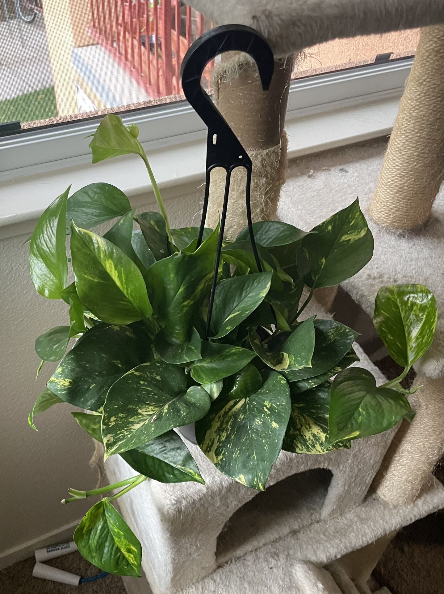 Hawaiian Golden Pothos Cuttings