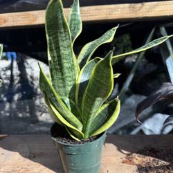 Snake Plant 