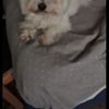 Dennis 