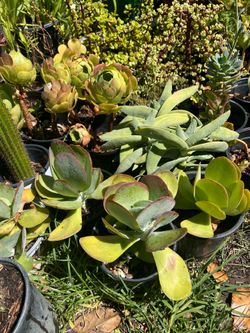 Succulent plants