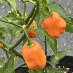 Chile Habanero  Plants