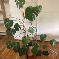 Monstera & Pot With Stand