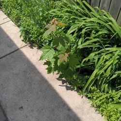 Maple Tree Sapling (I have A Few)