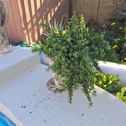 Super Healthy Established Elephant Food Plant In Nice 12in Composite Pot 