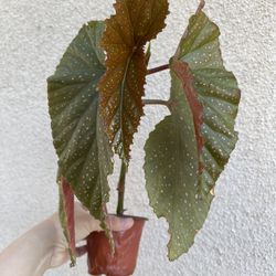 Begonia Lercerna Plant 