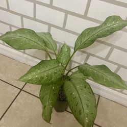 Dieffenbachia 
