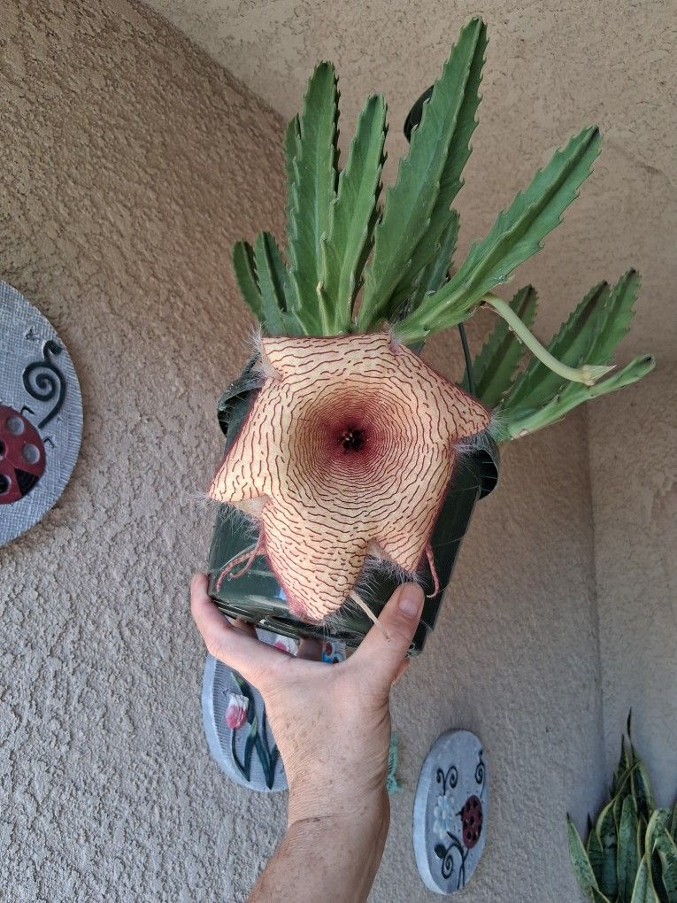 Stapelia Gigantea Plant $30