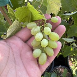 october fruit green seedless table grape plant