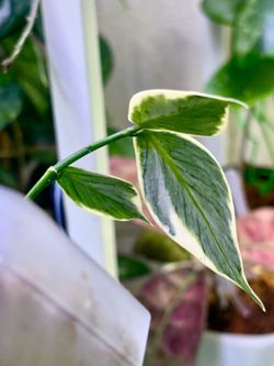Hoya Polyneura Albomarginata