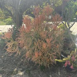 Huge Fire stick Plant