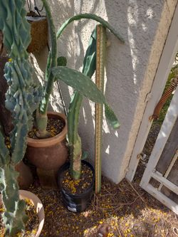 Cacti Various Varieties (Plants)