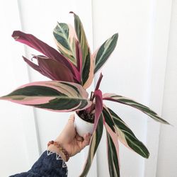 Calathea Stromanthe Triostar Plant 4" Pot - Indoor House Plants 