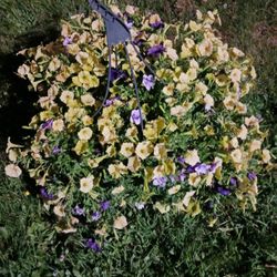 Petunia Hanging Basket