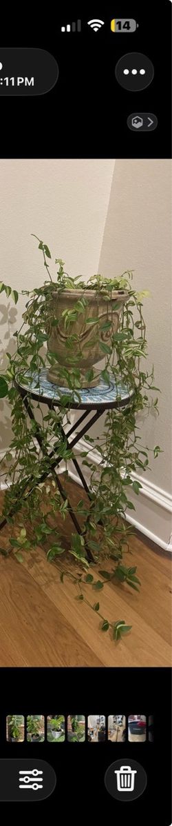 House plant