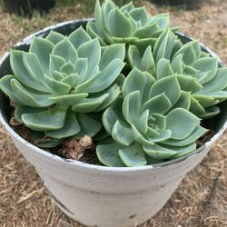 Succulents