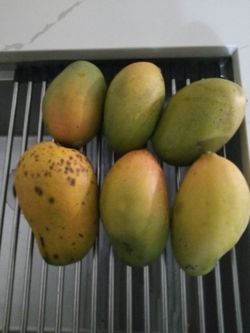 Fresh Organic Mangos