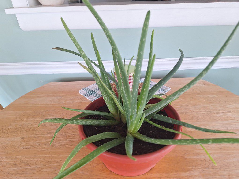 Aloe Vera Plants(Tabletop Container)