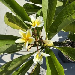 White Plumeria