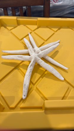 Set of 2 Starfish