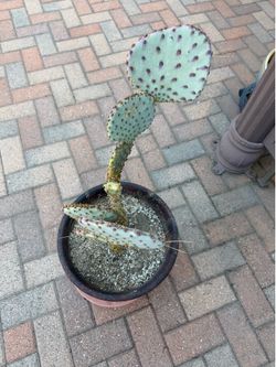 Opuntia Prickly Pear SANTA RITA Cactus Plant