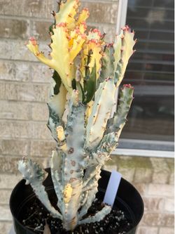 White Ghost Cactus $40 each large plant