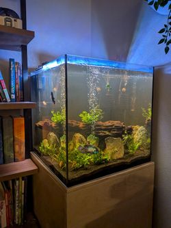 25-Gallon Planted Cube Rimless Aquarium — Full Setup, Everything Included