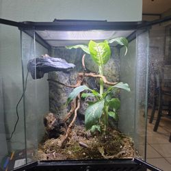 Terrarium (Bioactive)