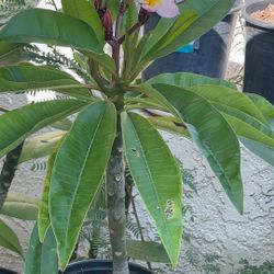 Outdoor/indoor Plants 