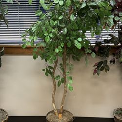 6 Silk Trees For Office Or Home