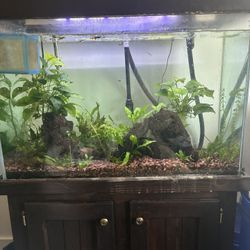 50 G Aquairum Stand And Plants Included