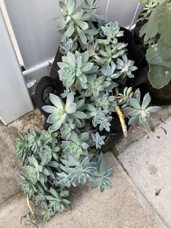 Succulents In Fabric Grow Bag