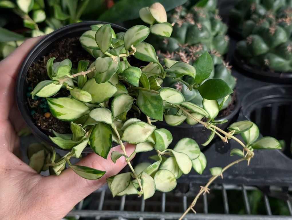 Hoya heuschkeliana In 4 Inch Pot Beautiful Variegated Leaves -Flowering Plant