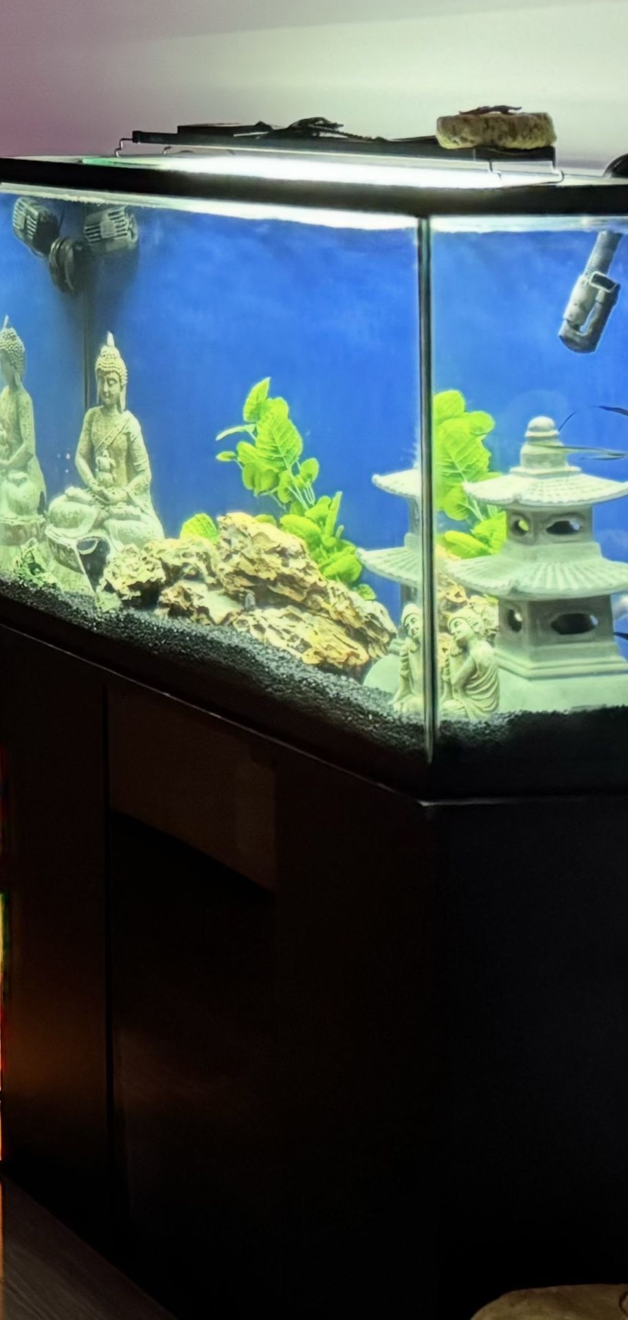 Fish Tank
