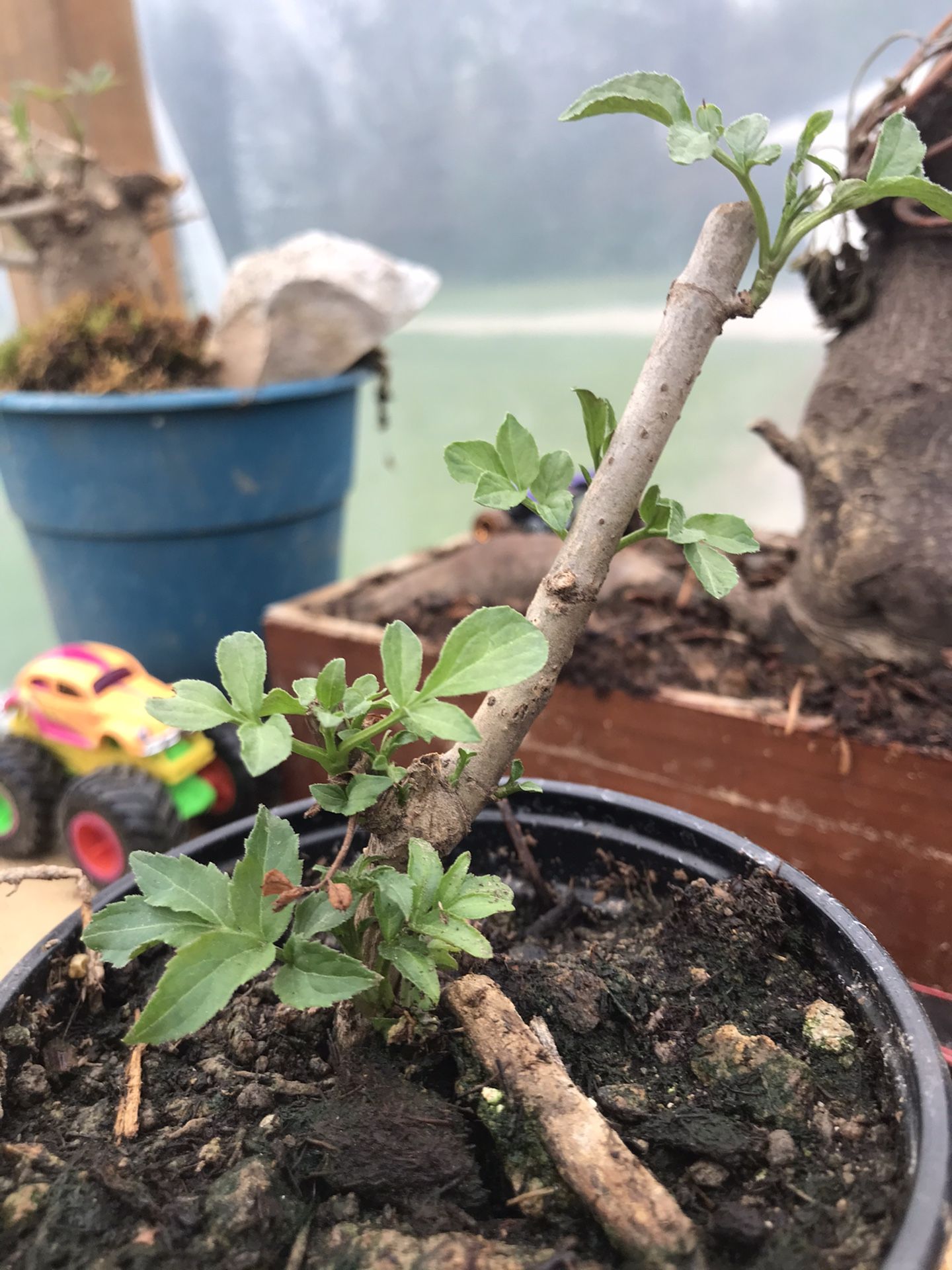 Elderberry Plant - Plant In Picture - 4 Inch Pot 