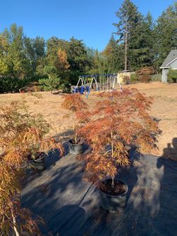 Japanese lace leaf maple fall  blowout.
